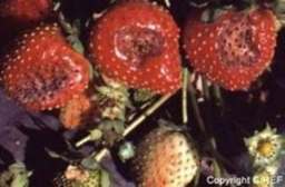 anthracnose_fraises2