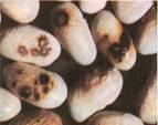 anthracnose grain haricot003.jpg